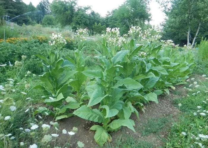 Virginia Gold Tobacco Seeds - 1000 Heirloom Nicotiana Tabacum for Home Growing, Full Sun, Fertile Soil