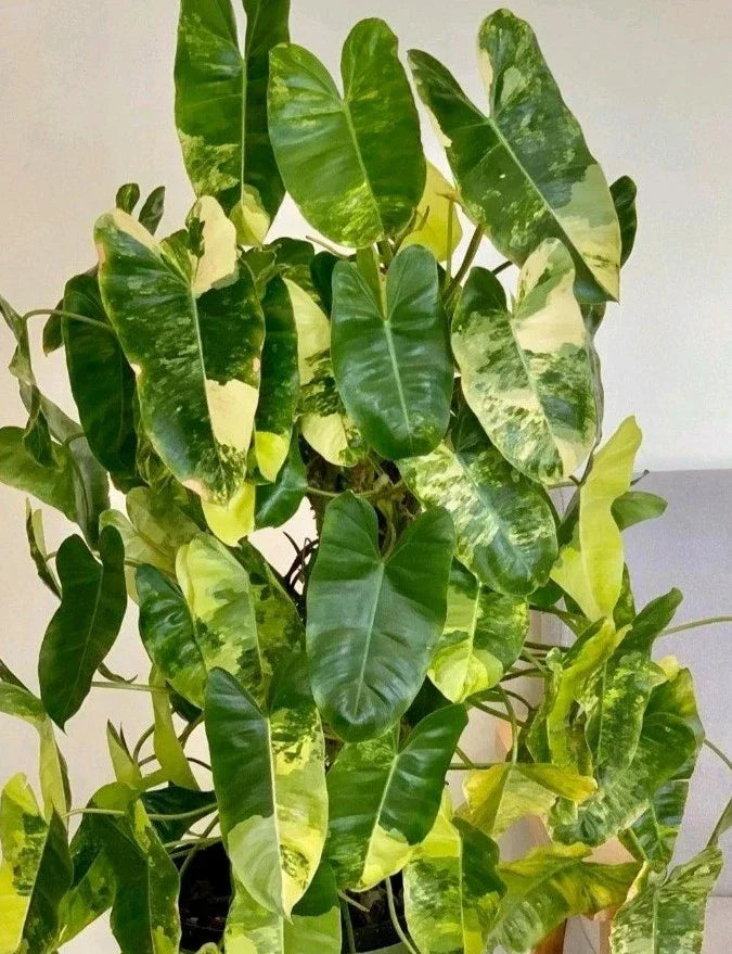Variegated Burle Marx Philodendron Cutting with Air Roots | Indoor House Plant
