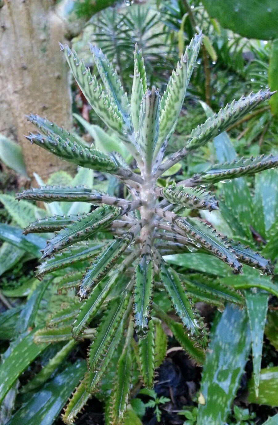 Bryophyllum Houghtonii 2" Diameter Potted Plant - Easy Care Succulent
