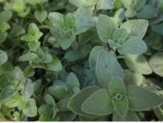 Organic Oregano Seeds - 100 Seeds | Origanum Vulgare Culinary Herb