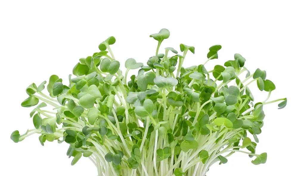 Alfalfa Microgreens Seeds - 250 Pack - Nutritious Medicago sativa Microgreens for Indoor Gardening