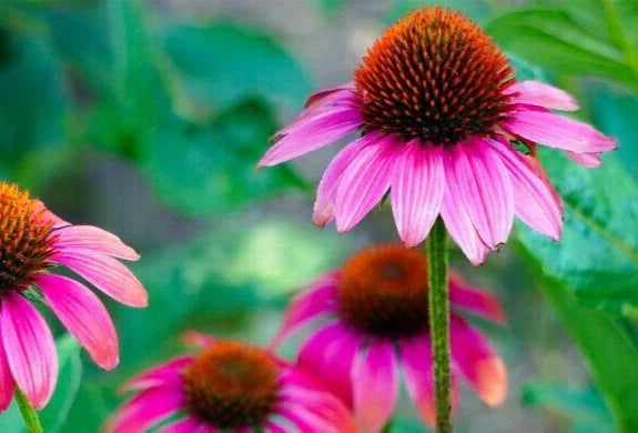 Echinacea Purpurea Coneflower Seeds - 100 Seeds, Medicinal Herb, Perennial Purple Flowers