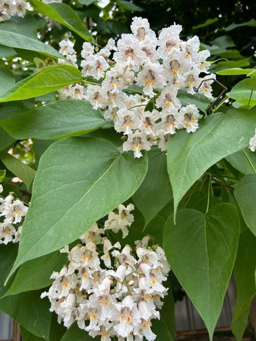 Northern Catalpa Tree Seeds - 30+ Showy Flowers, Deciduous, Catalpa speciosa