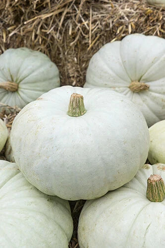 White Harvest Pumpkin Seeds - Cucurbita pepo - Pack of 25 Fresh Seeds