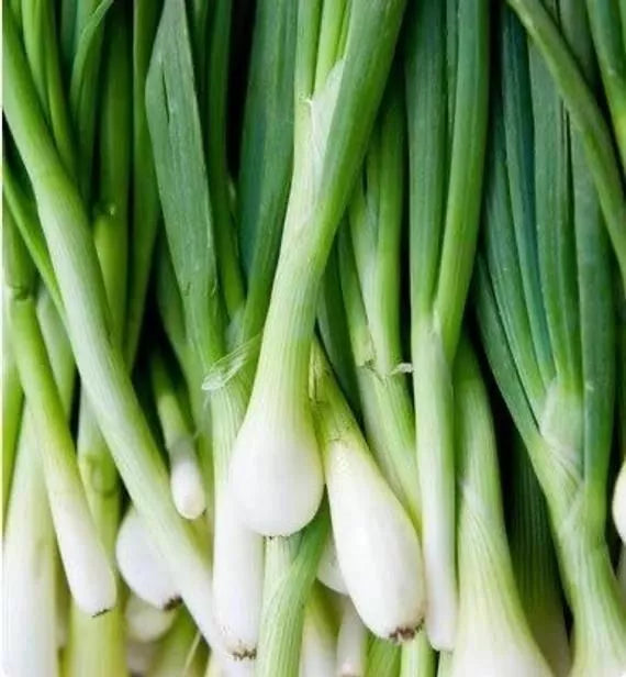 Onion Bunching Seeds Tokyo Long White Allium Fistulosum – 155 Seeds for Home Garden, Container, or Bed Cultivation