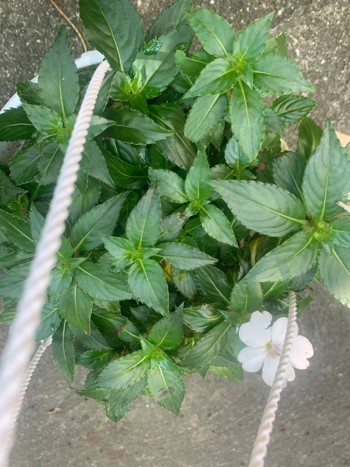 Rooted White Impatiens Plants in 6-Inch Basket, Impatiens walleriana for Shady Gardens, Containers & Borders