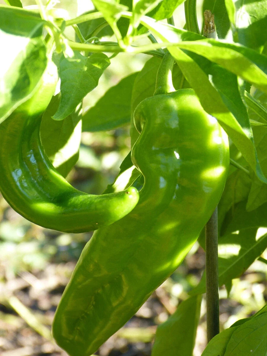 Hatch Lumbre Chili Pepper Seeds – NuMex XXX Hot Green Chile, Capsicum annuum, Spicy Garden Seeds, Free Shipping