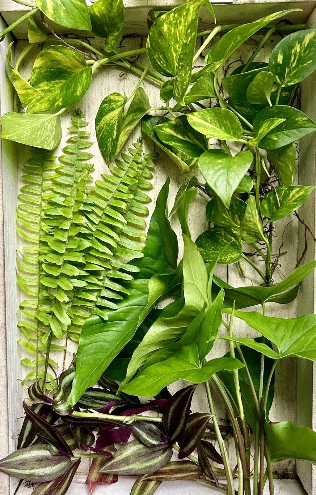 20 Live House Plant Cuttings - Rooted Pothos, Spider Plant, ZZ Plant & Snake Plant for Indoor Gardening