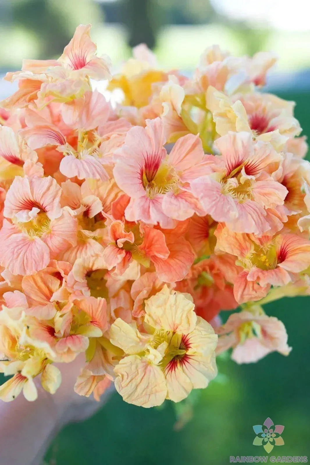 Salmon Gleam Nasturtium Seeds - Pack of 50+ Tropaeolum majus, Vibrant Edible Flowers, Easy to Grow, Fast Shipping USA