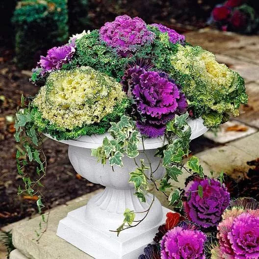 30 Ornamental Cabbage Seeds - Colorful Brassica oleracea Var. acephala for Fall & Winter Gardens
