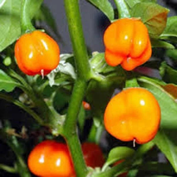 Habanero Orange Heirloom Pepper Seeds, Non-GMO, 500 Seeds, Capsicum chinense, Fiery Chili Seeds for Garden & Cooking