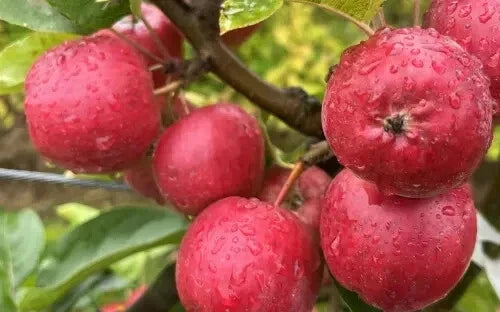 Wickson Crabapple Seeds - 25 Premium Garden Planting Seeds for Malus 'Wickson' - Attracts Pollinators, Spring Blooms, USA