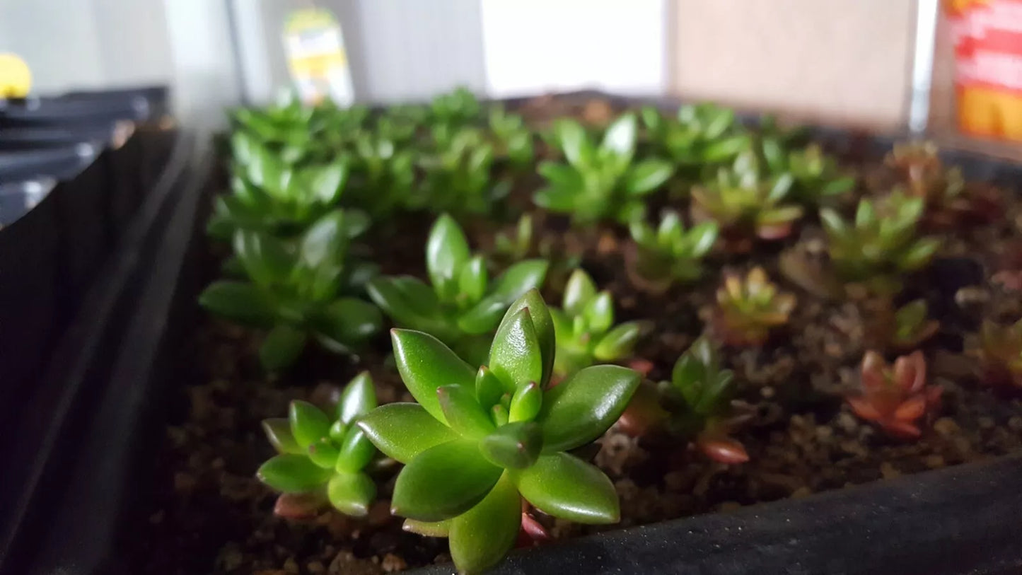 Succulent Leaf Cuttings 50 PCS Mixed Varieties for Rooting – Echeveria, Jade Plant, Sedum, Graptopetalum, Kalanchoe