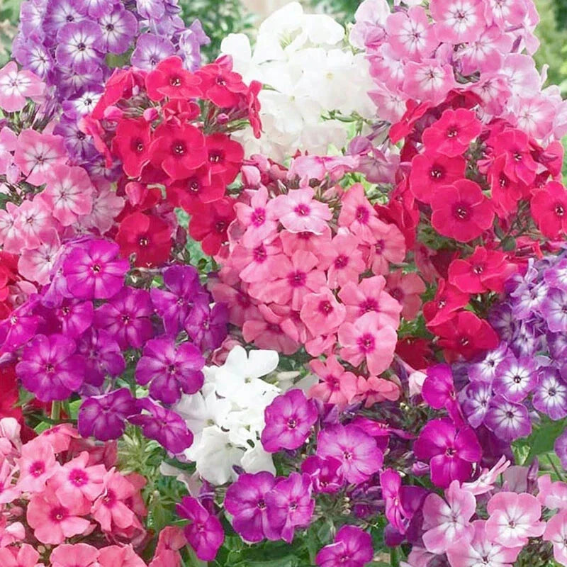 Dwarf Mix Phlox Seeds - 100+ Pack - Flowering Perennial Plants for Garden Borders & Containers - Phlox subulata