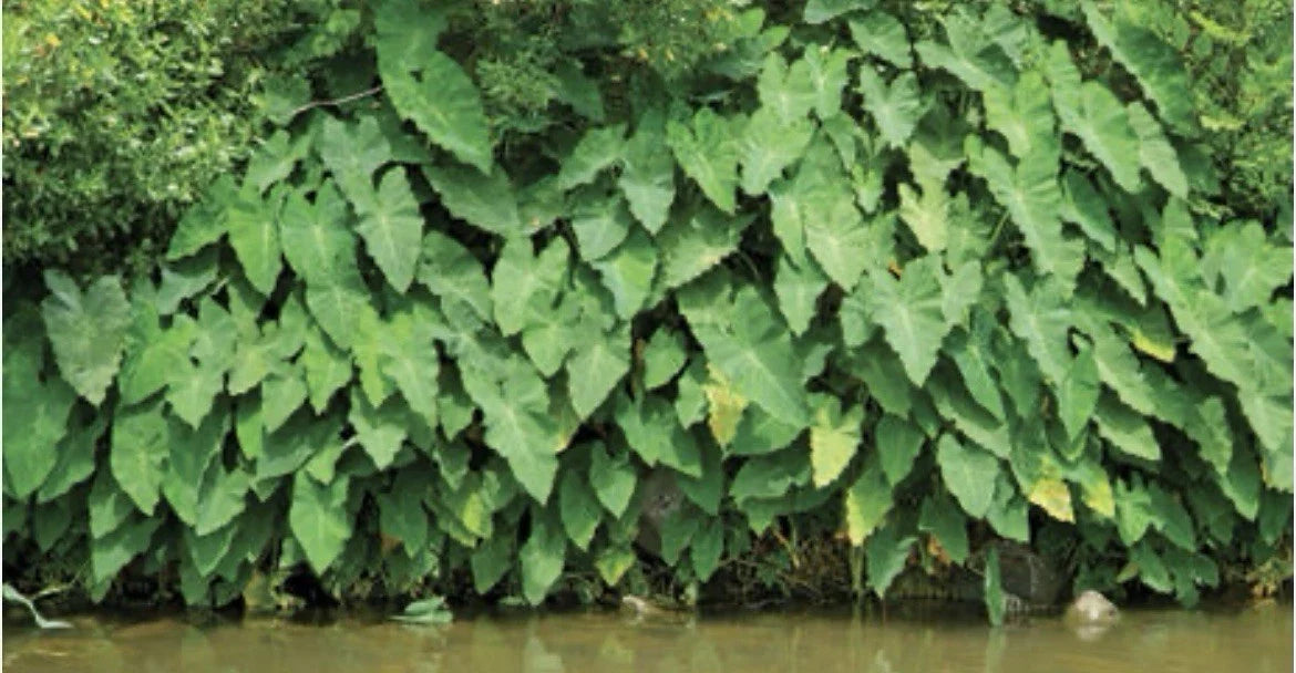 Green Taro Plant Bundles - Rooted 3-Pack for Water Gardens, Tropical Marginal Pond Plant, Colocasia esculenta