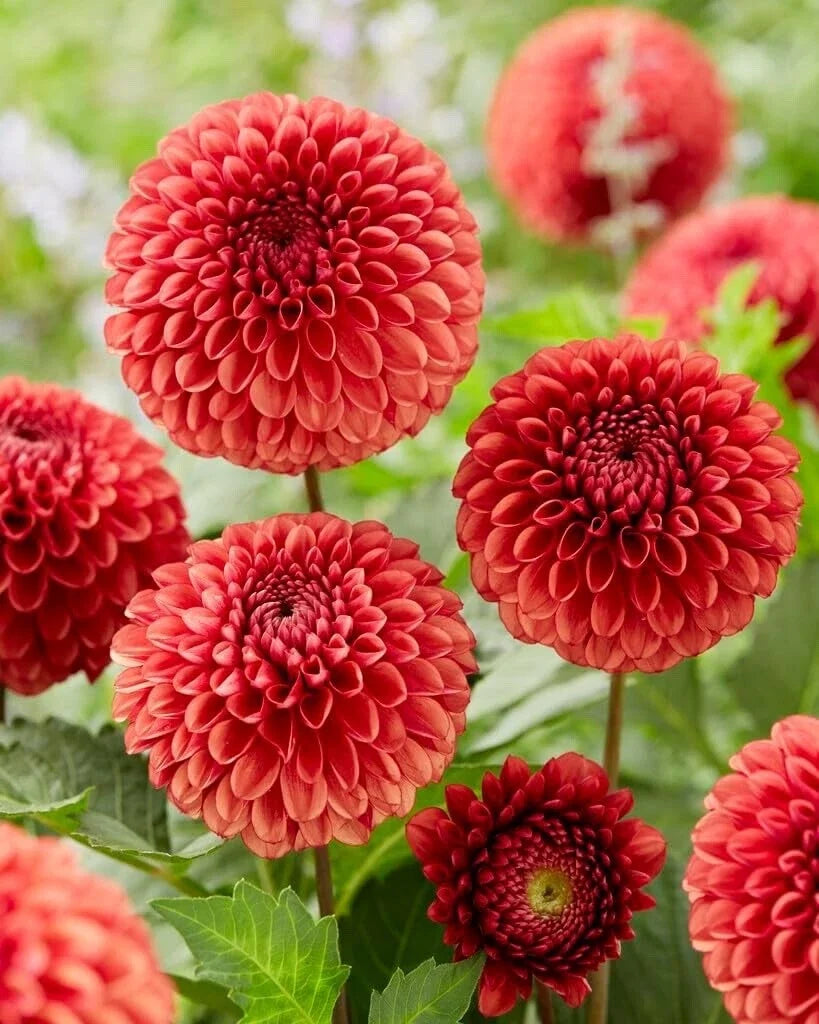 Dahlia Ball Tubers for Planting – Vibrant Blooms – Dahlia spp. – Easy to Grow Garden Tubers