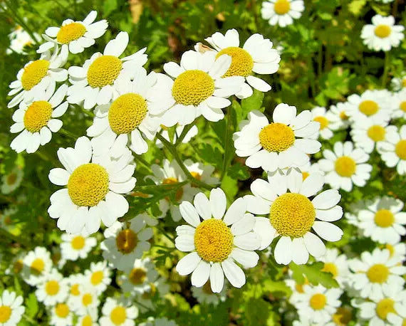 Roman Chamomile Seeds - 100 Pack - Herb for Sleep & Calming - Chamaemelum nobile - Low-Growing Perennial for Gardens