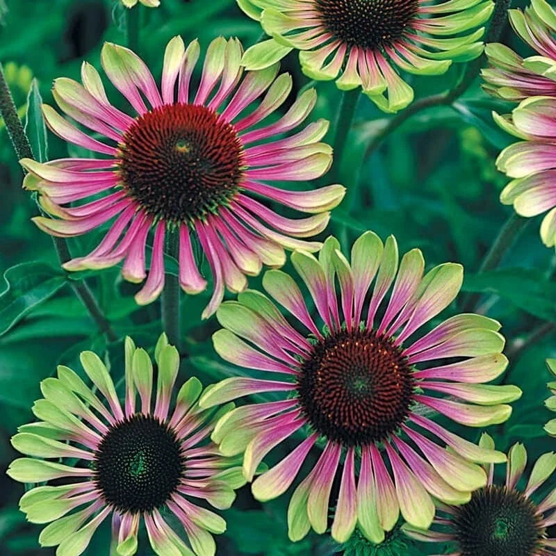 Green Twist Coneflower Seeds | Echinacea purpurea Perennial Flower Seeds | 50 Seeds for Garden, Borders, Containers