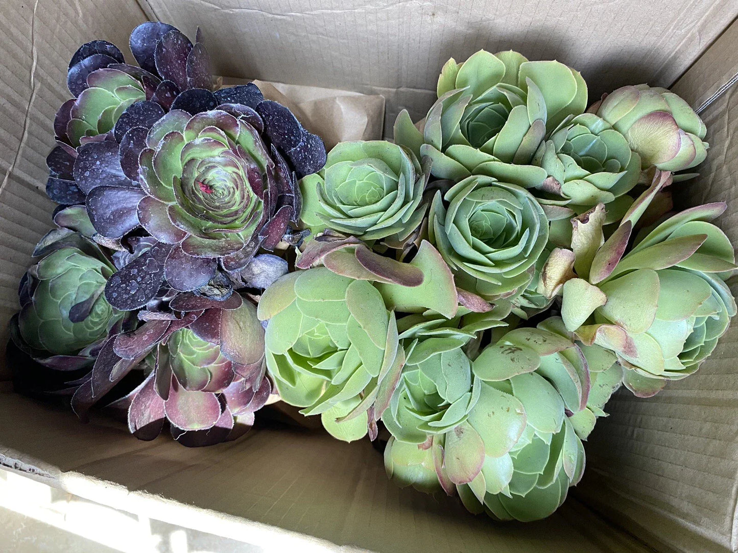 Aeonium Bundle Cuttings - Black Rose & Canaries Succulent Plants for Propagation