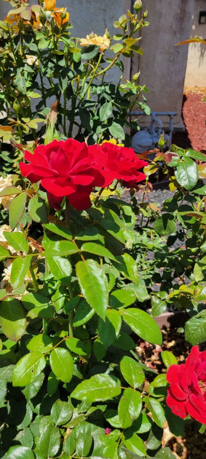 Dark Night Rose Cuttings - 4 Pack | Black Roses Rosa spp.