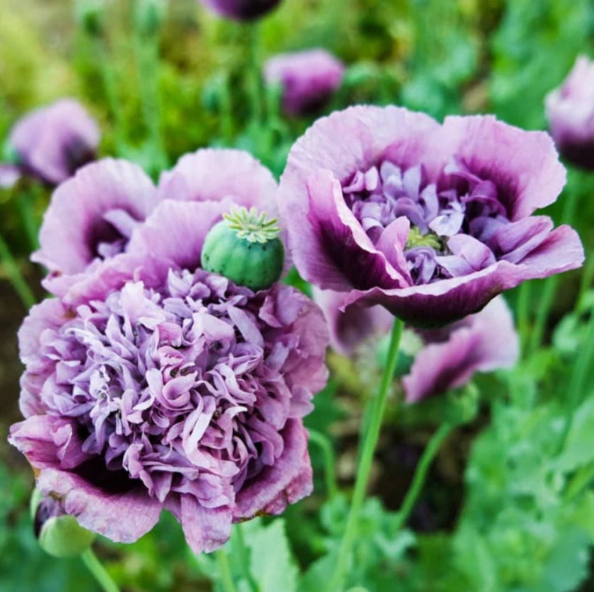 Purple Frilly Breadseed Poppy Seeds – Organic Papaver somniferum for Pollinators, Garden Beds & Borders, 500 Seeds