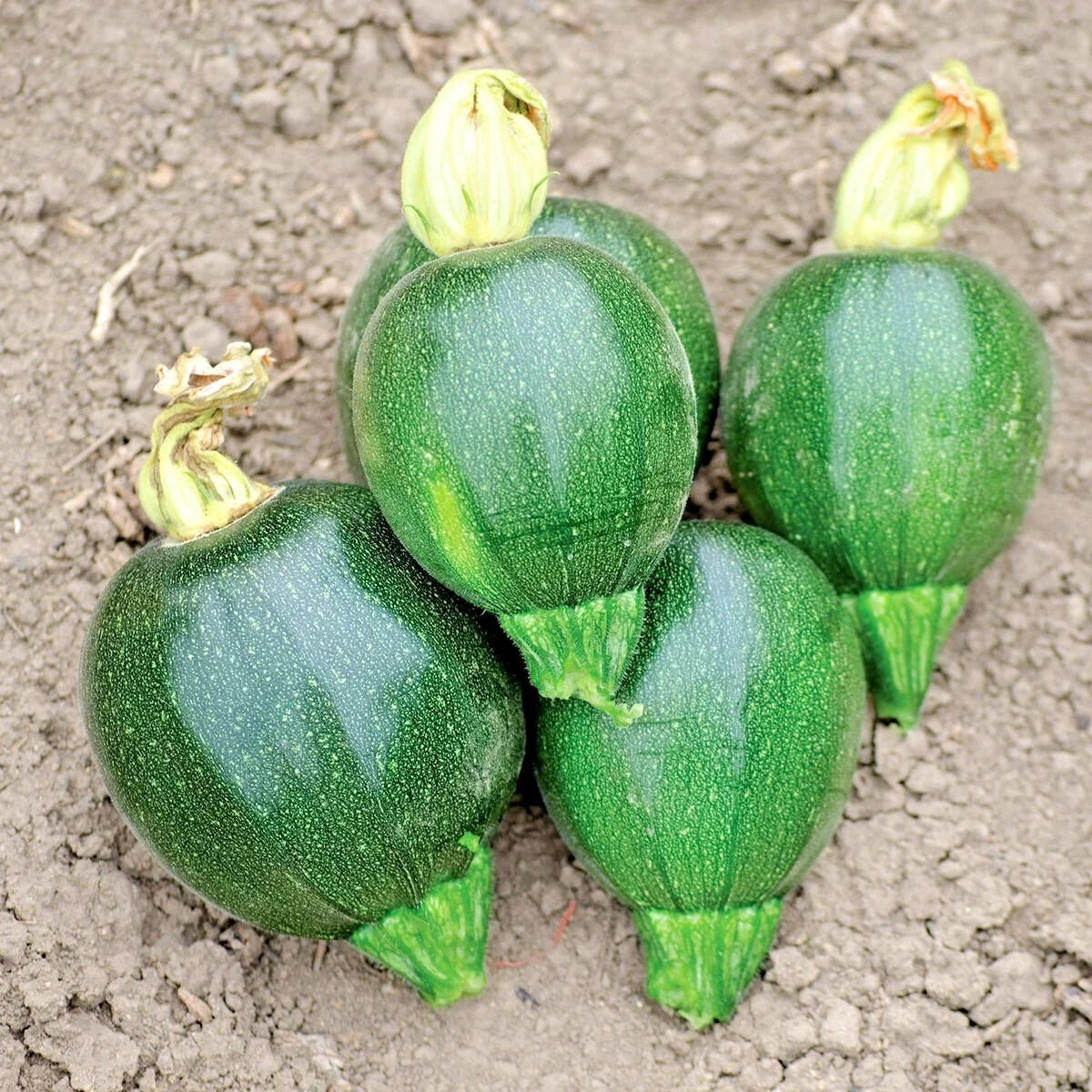 Organic Round Zucchini Seeds - 30+ Non-GMO Cucurbita pepo for Container Gardening