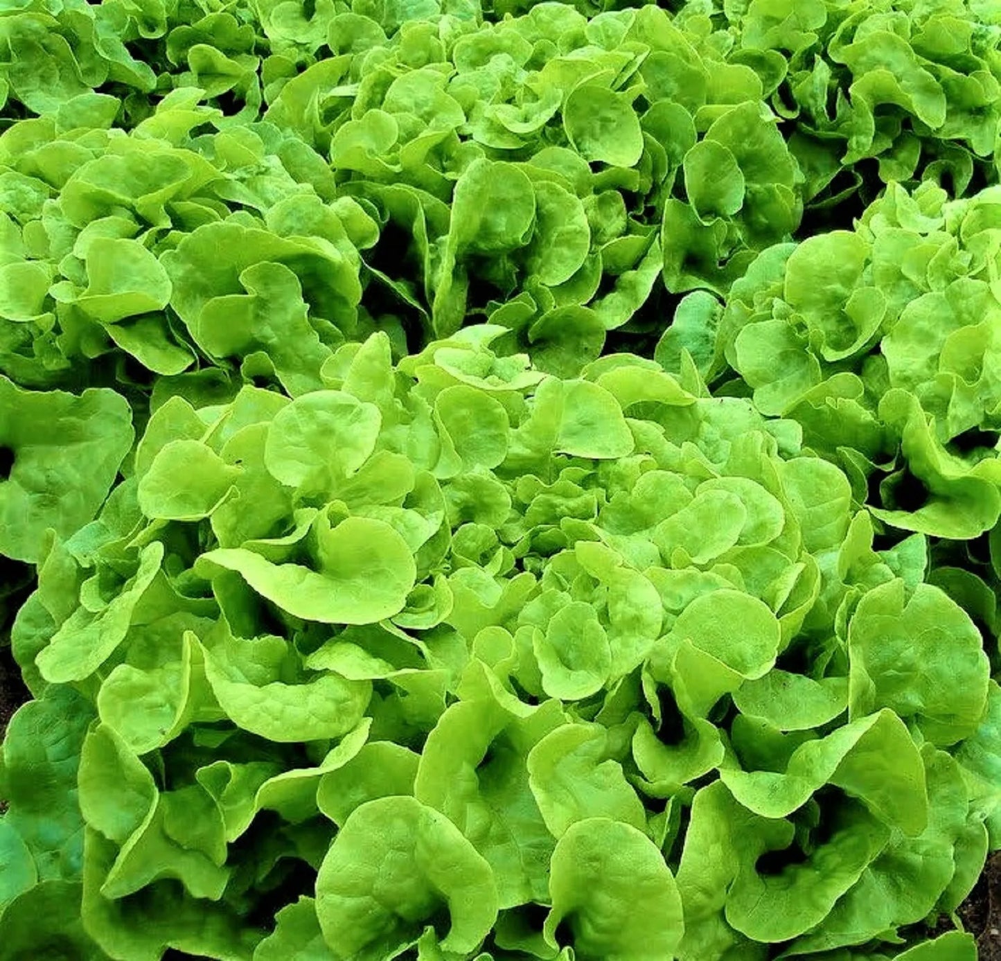 Oakleaf Lettuce Seeds – Non-GMO Heirloom Lactuca sativa for Home Gardening, Loose-Leaf, 500+ Seeds