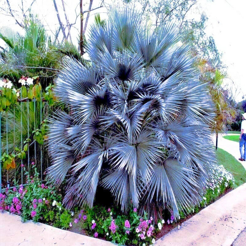 Mexican Blue Hesper Fan Palm Tree Seeds - Cold Hardy Brahea armata - 20 Seeds