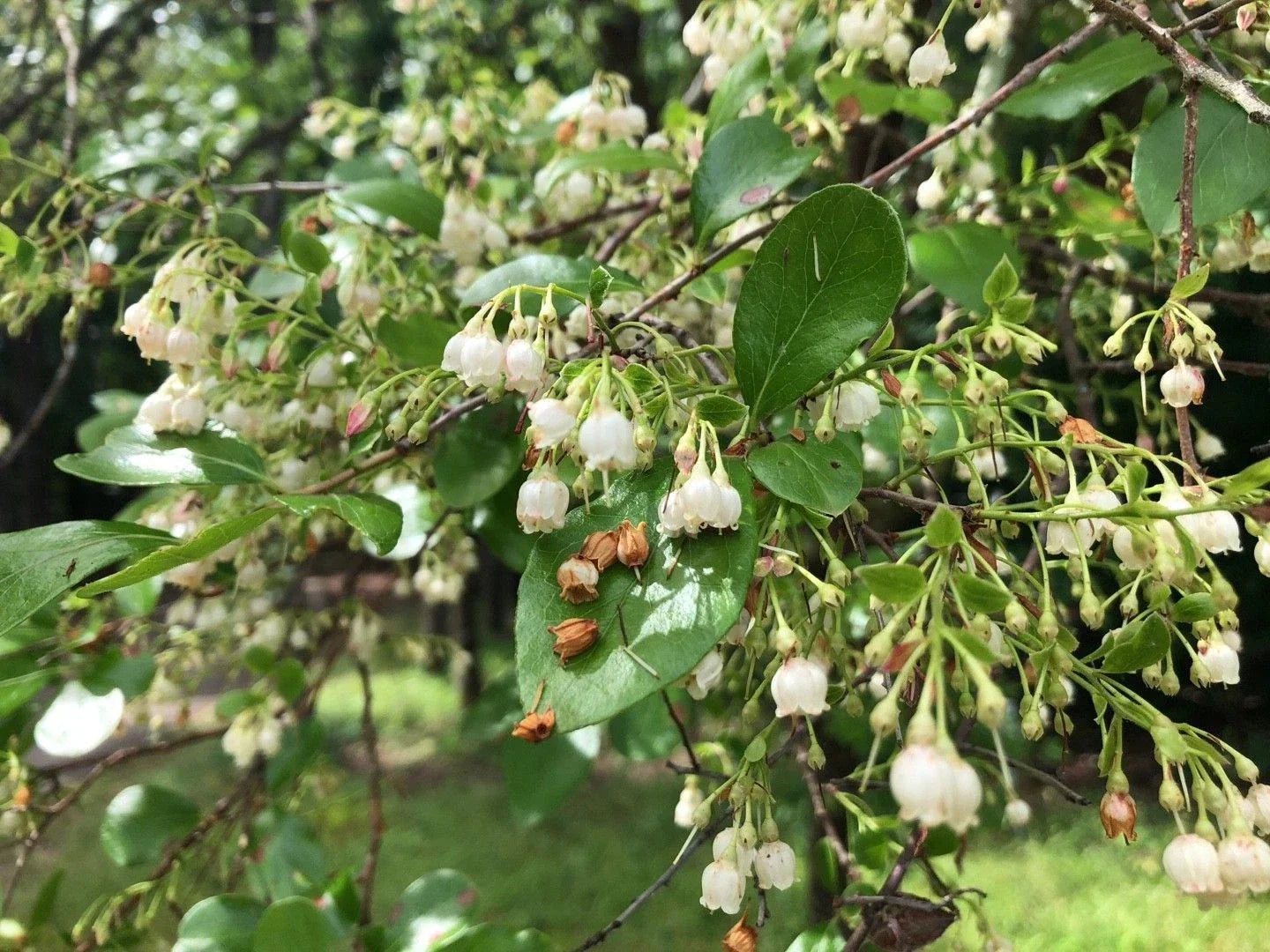 Farkleberry Tree Cuttings 10+ Extra Rare Organic Vaccinium arboreum Berry Plant