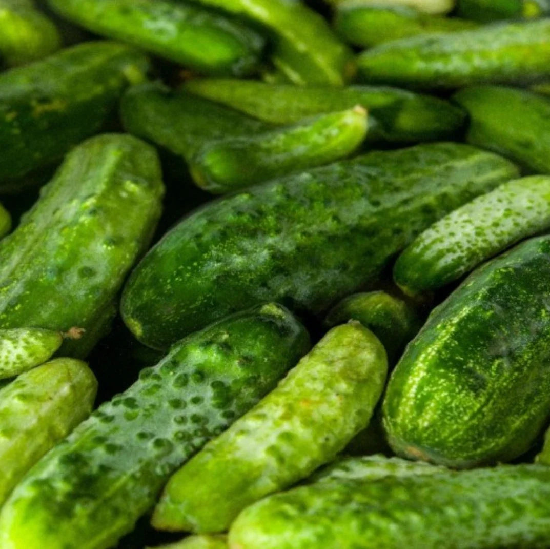 Boston Pickling Cucumber Seeds - Non-GMO, 300 Pack, Cucumis sativus, Ideal for Home Gardens & Pickling