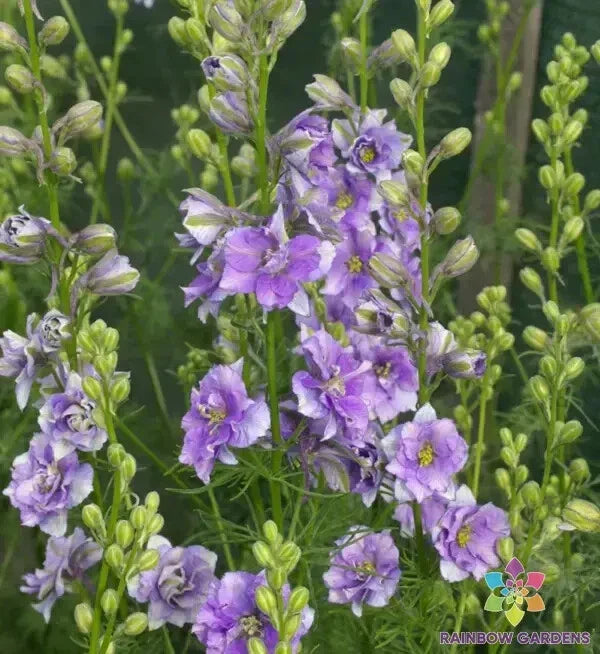 Delphinium Seeds - 200+ QIS Light Blue - Delphinium elatum - USA