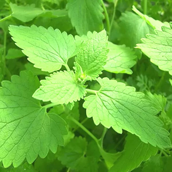 Catnip Seeds 50+ | Organic Herb Plant | Nepeta cataria | Hardy Zones 3-9 | Drought Tolerant, Lavender Flowers