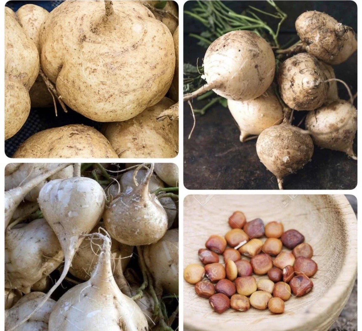 50+ Jicama Seeds | Non-GMO Mexican Yam Bean | Tuberous Root Vegetable | Pachyrhizus erosus