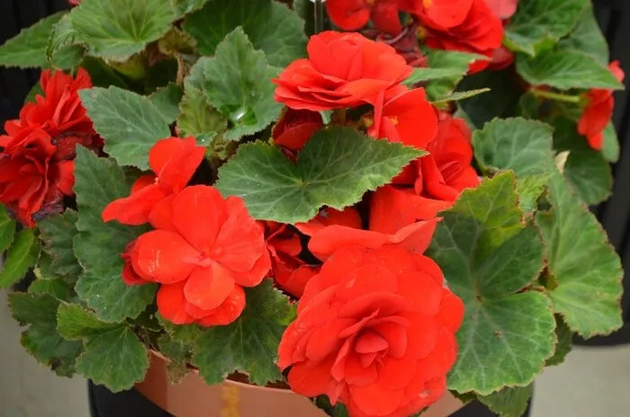 Begonia Seeds 1000 Count Bright Red Nonstop Begonia x tuberhybrida for Gardens & Containers