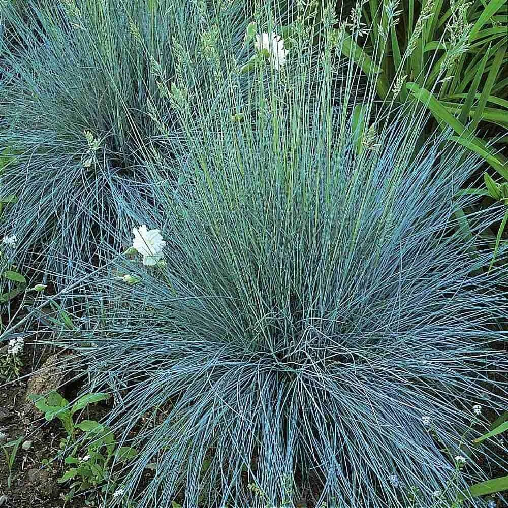 Blue Fescue Ornamental Grass Starter Plant - Elijah Blue Festuca glauca Live Plant for Borders & Containers