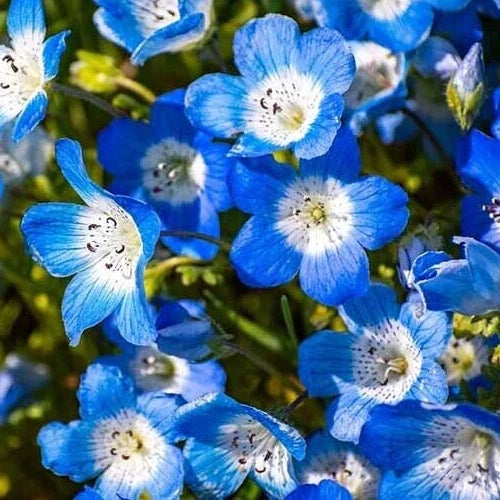 Baby Blue Eyes Flower Seeds - 600+ Nemophila menziesii Wildflower Seeds for Gardens, Borders & Containers