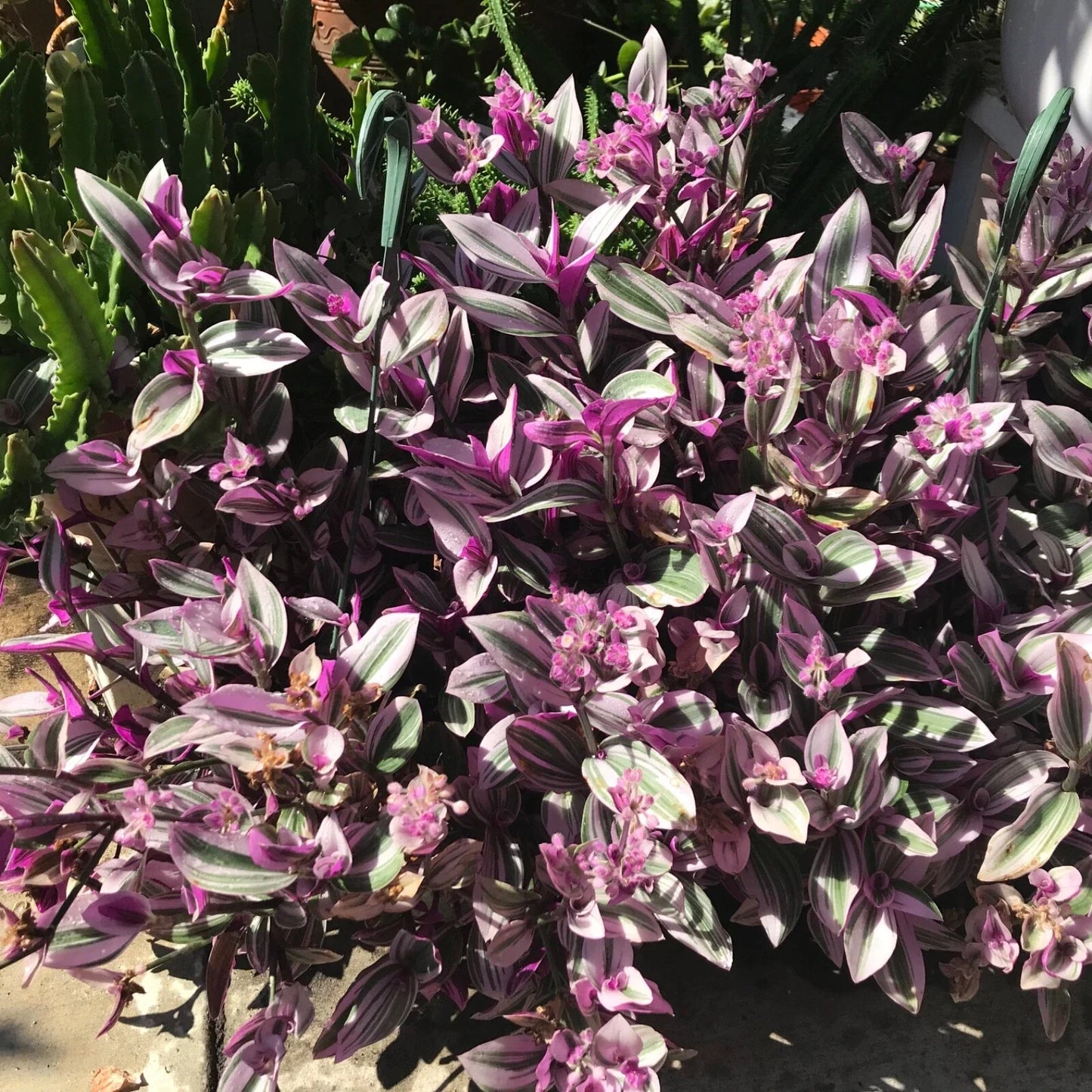 Tradescantia Nanouk Cuttings - 7 Healthy Stem Propagation Plants with Pink, Green & White Foliage - Tradescantia albiflora