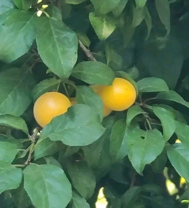 Marianna Yellow Plum Tree Live Cuttings - Edible Exotic Fruit - 3pcs