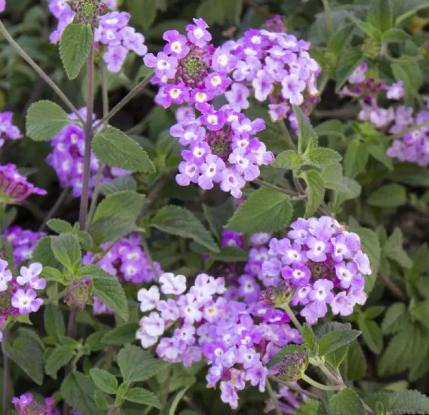 Trailing Lavender Lantana Plants - 5 Baby Plugs, Heat Tolerant, Bee & Butterfly Friendly, Lantana camara, Trailing Annuals