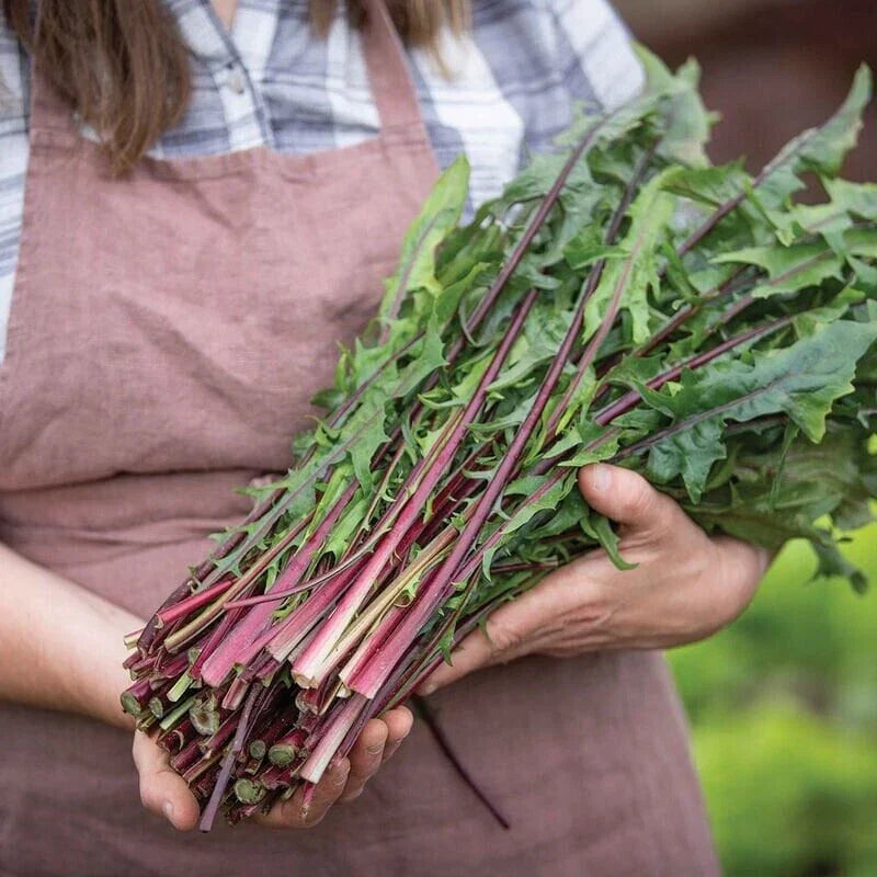 Red Stem Endive Seeds - Italian Dandelion Heirloom Non-GMO Chicory Seeds with Tracking