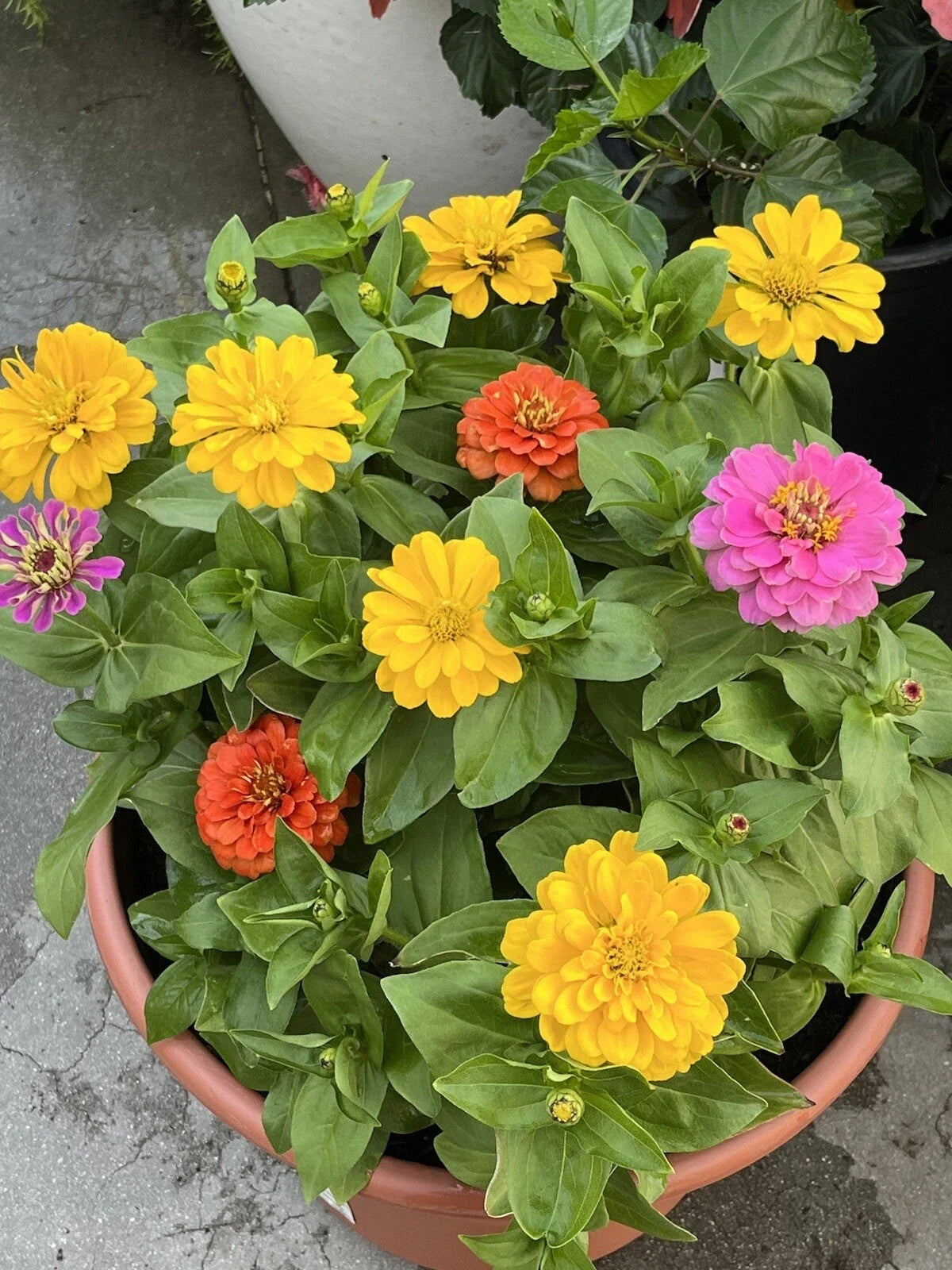 California Giant Zinnia Seeds - 50+ Non-GMO Flower Seeds for Borders & Cut Flowers - Zinnia elegans