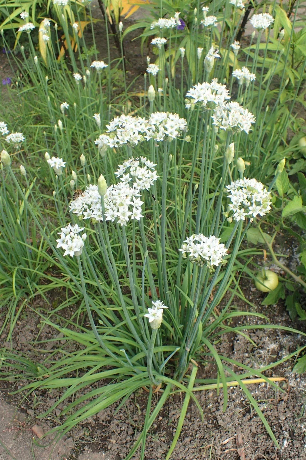 Garlic Chives Seeds - Allium tuberosum Microgreens for Herbs, Drought Tolerant, Culinary Garnish, Indoor & Outdoor Gardening