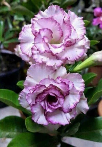 Desert Rose Seeds - 4 Purple White Adenium Perennial Flower Seeds for Indoor & Outdoor Gardening