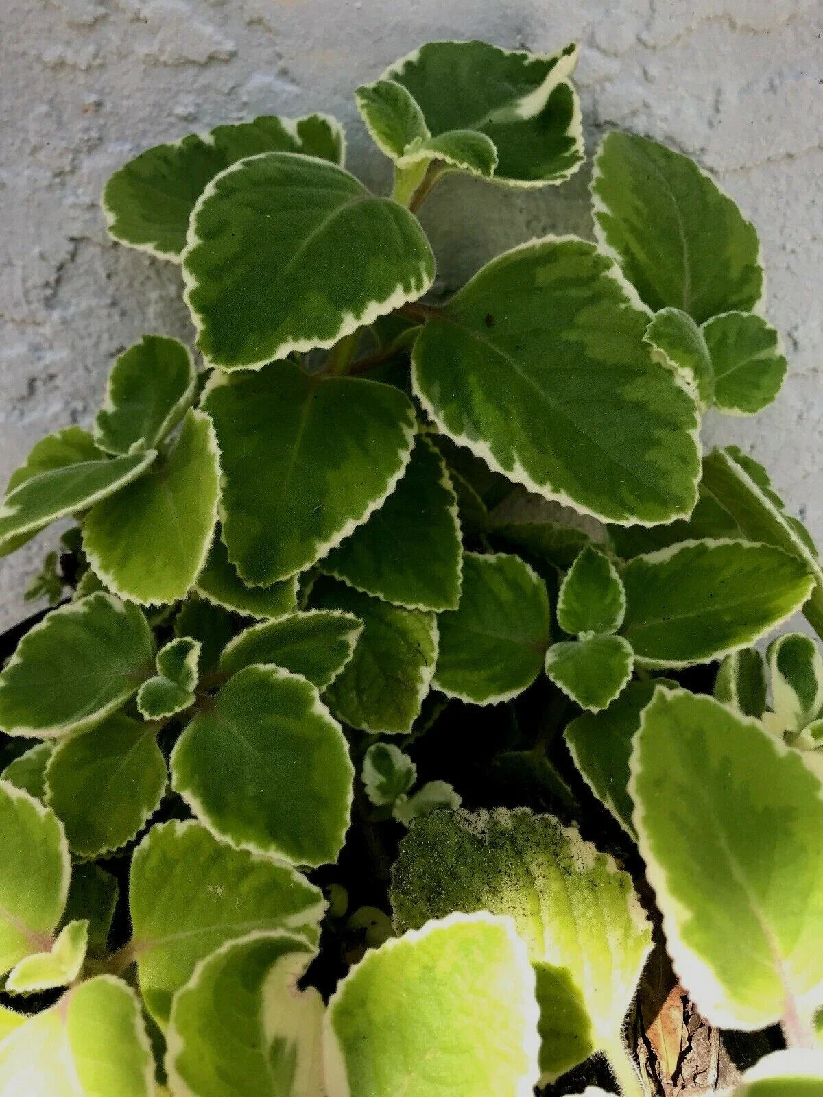 Tropical Oregano Cuttings 5-Pack Variegated Plectranthus amboinicus Spanish Thyme Purple Veins Indoor Outdoor Plant
