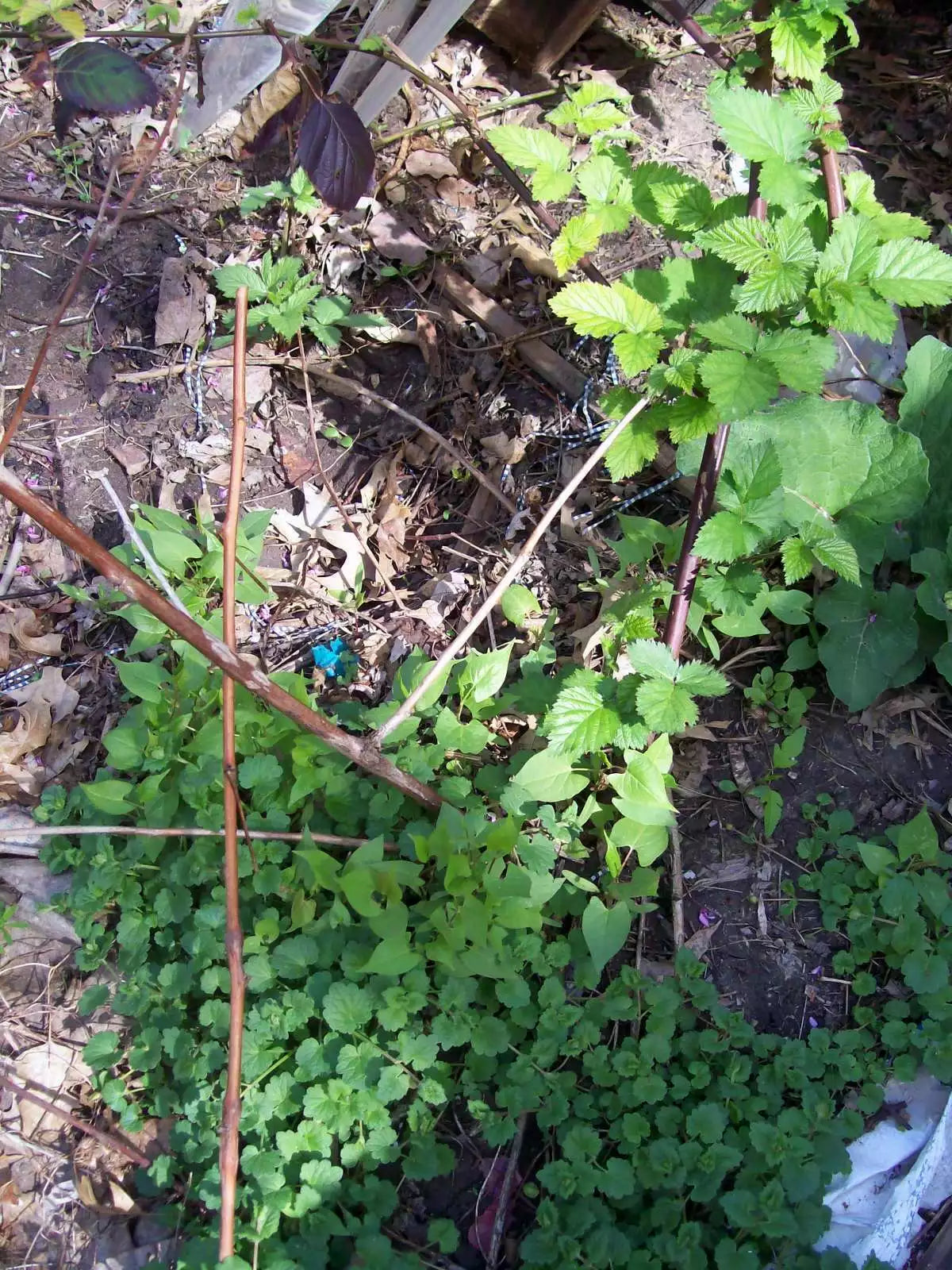 Thornless Blackberry Bush Rooted Cutting – 4 Inches, Rubus fruticosus, Sweet Juicy Blackberries, Home Garden Plant