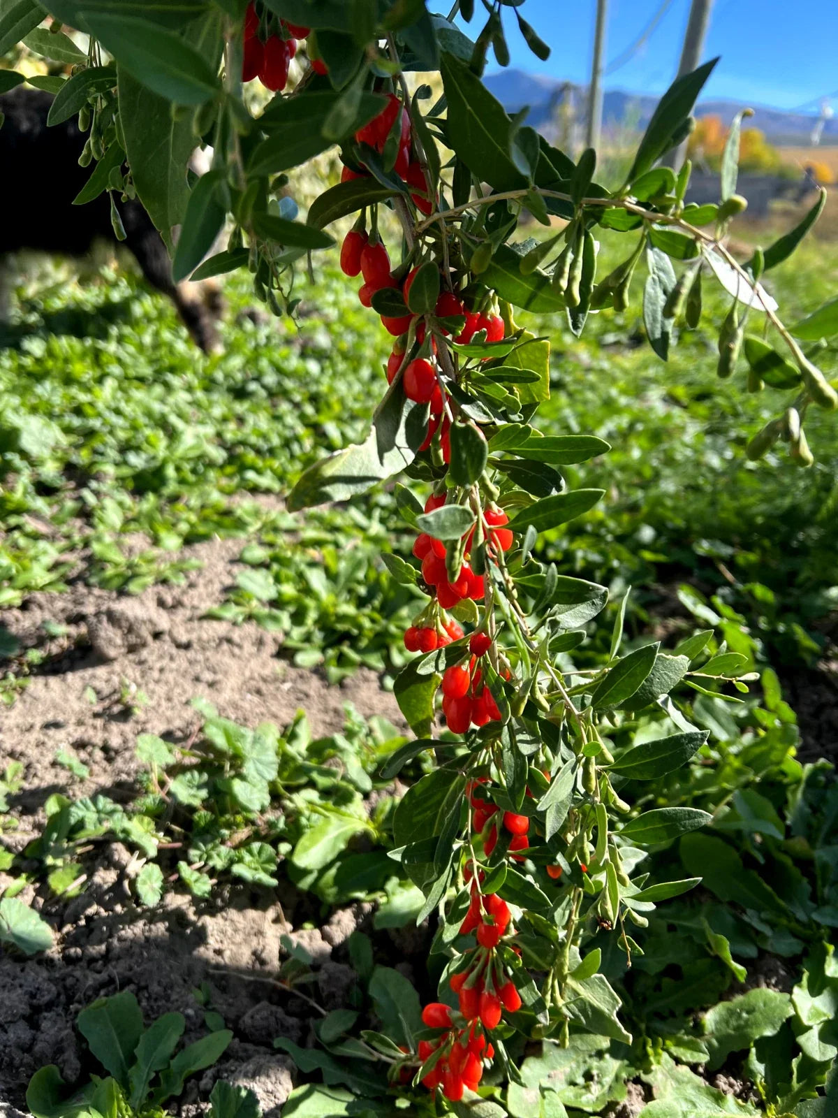 Goji Berry Plant - Live Rooted Shrub ~6" Tall - Wolfberry - Nutrient-Rich Berries - Lycium barbarum - Perfect for Home Gardens