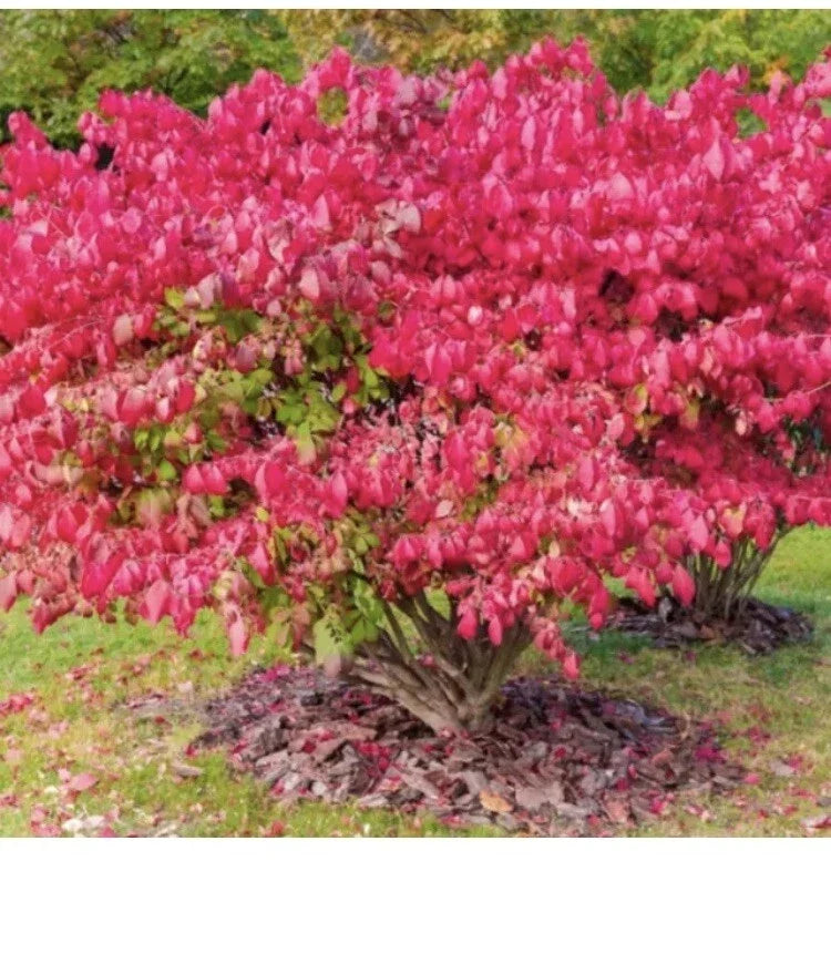 Dwarf Burning Bush Shrub Live Plant Bare Root 9-12" Euonymus alatus Fall Foliage, Compact Hedge, Drought Tolerant