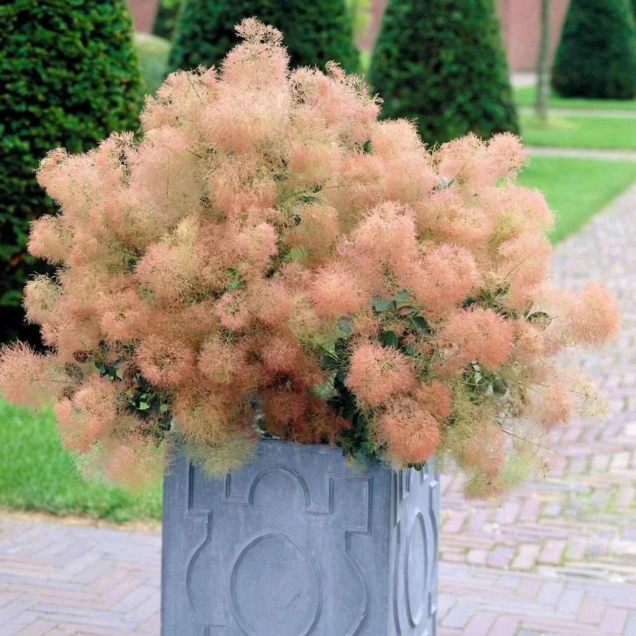 Young Lady Smoke Bush Seeds - 20 Pre-Stratified Cotinus coggygria Seeds for Garden, Hedges & Borders