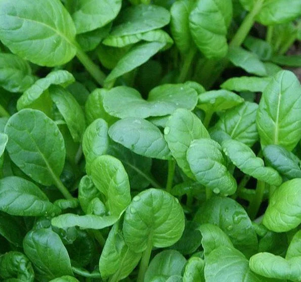 Tatsoi Mustard Seeds 500+ | Asian Culinary Microgreens for Garden Salads