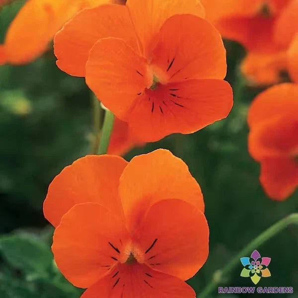 200+ Sorbet XP Deep Orange Pansy Seeds - Viola tricolor var. hortensis - Garden Planting, Easy Grow, Spring Blooms
